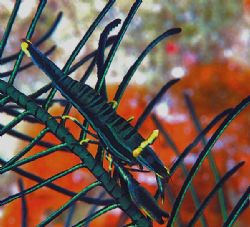 Crinoid shrimp from Mabul. Nik D70, 105mm lens, and Inon ... by Beverly Speed 